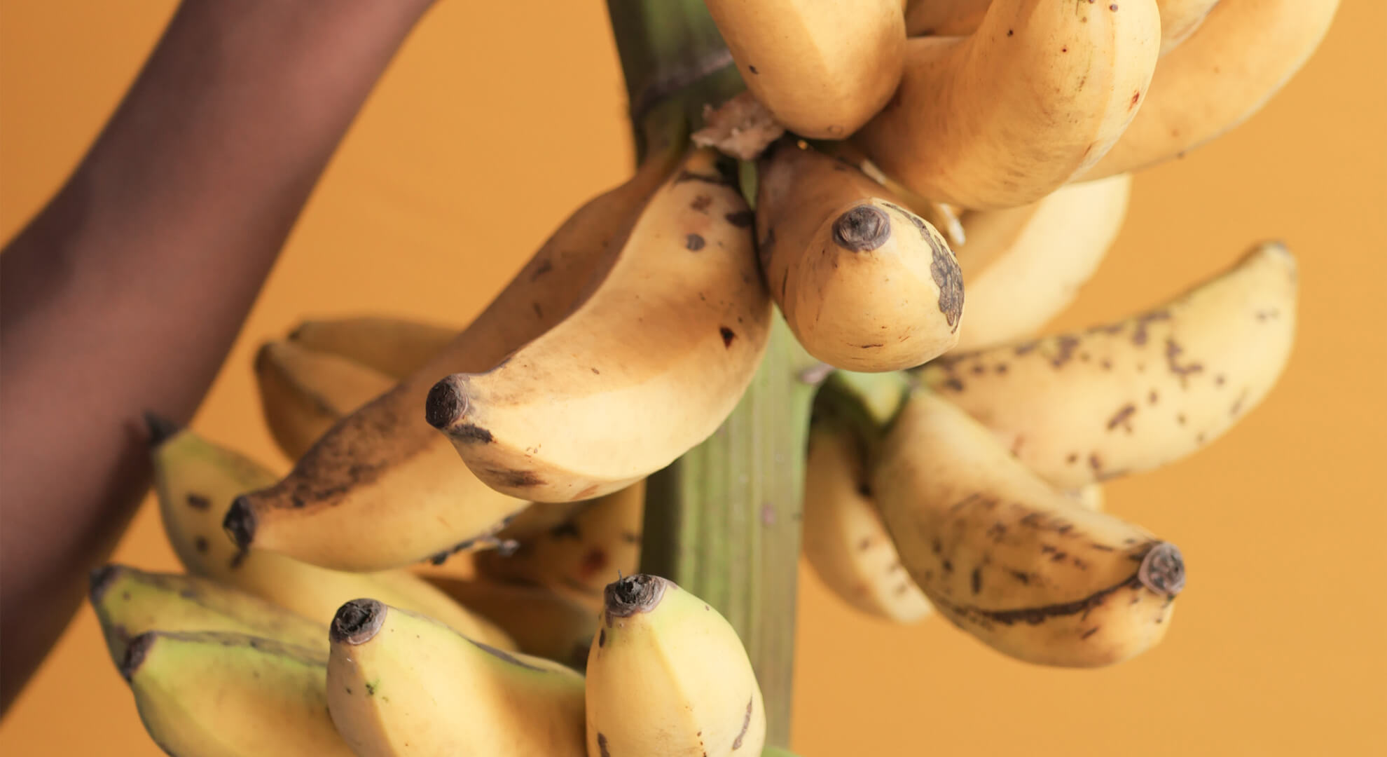 banánhéj takarítás