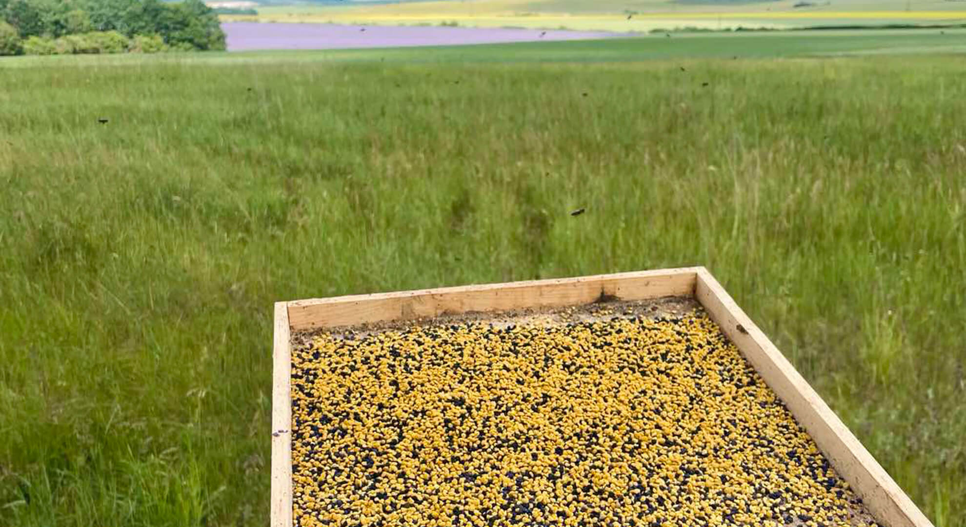 Mézesem termelői magyar méz