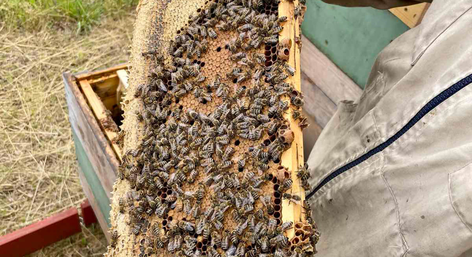 Mézesem termelői magyar méz