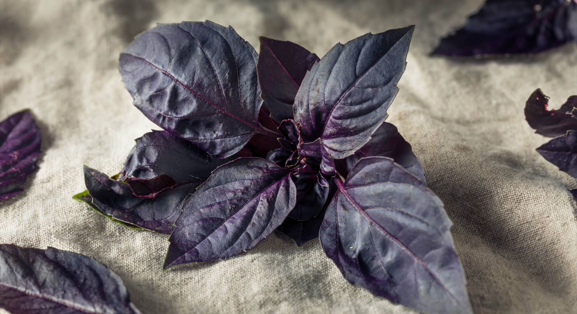 A bazsalikom aromája zsályával, rozmaringgal, fokhagymával és borsikafűvel kombinálva