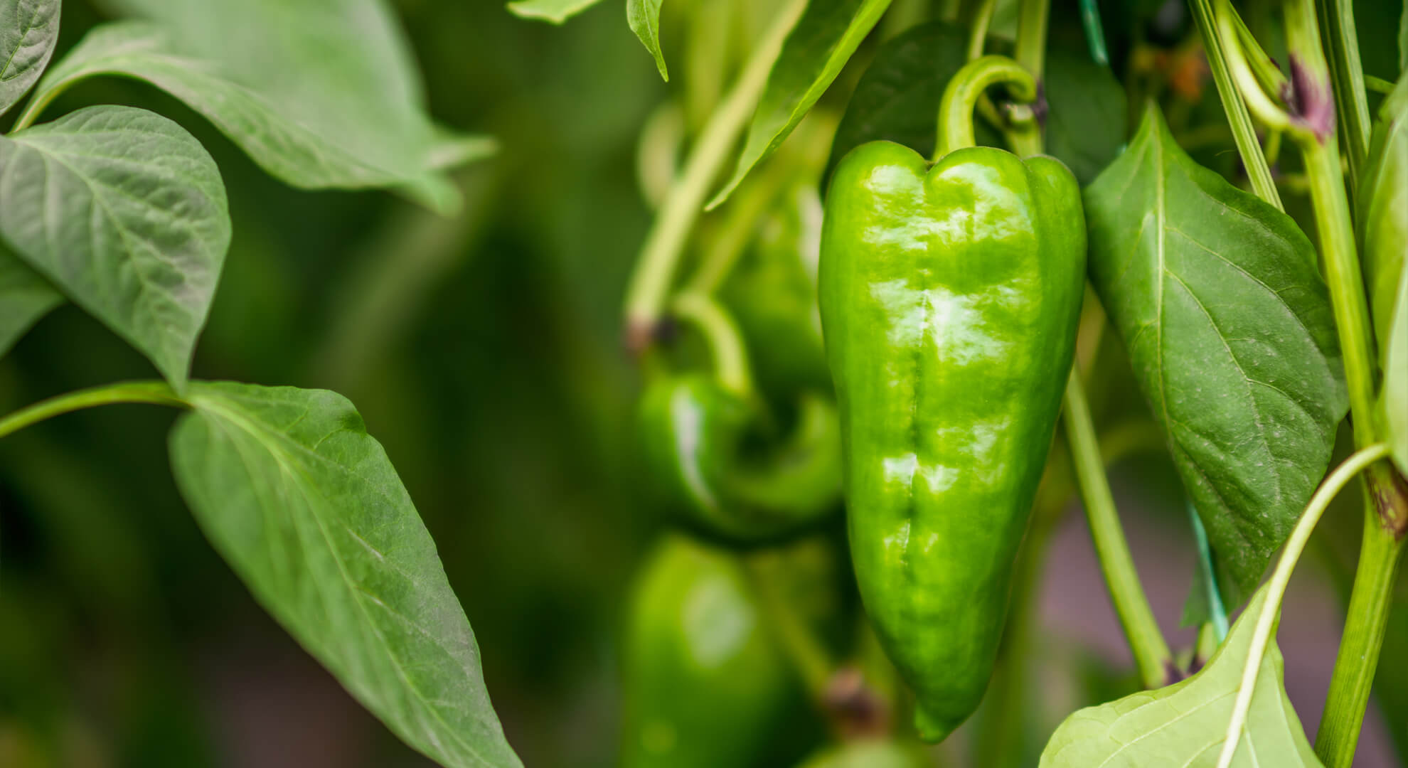 Lehet-e Magyarországon termeszteni padron paprikát?