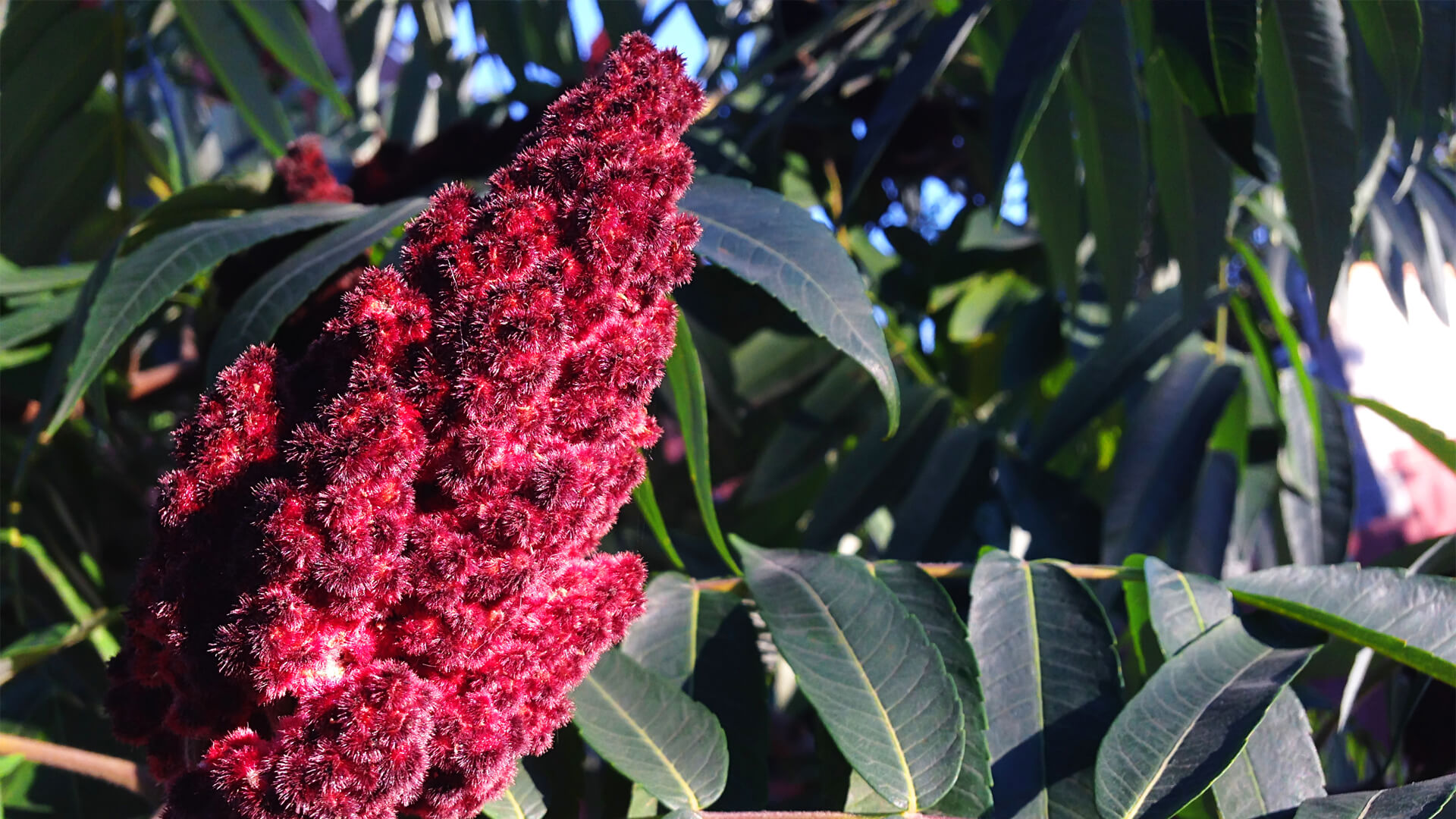 Honnan Ered a Sumac? 