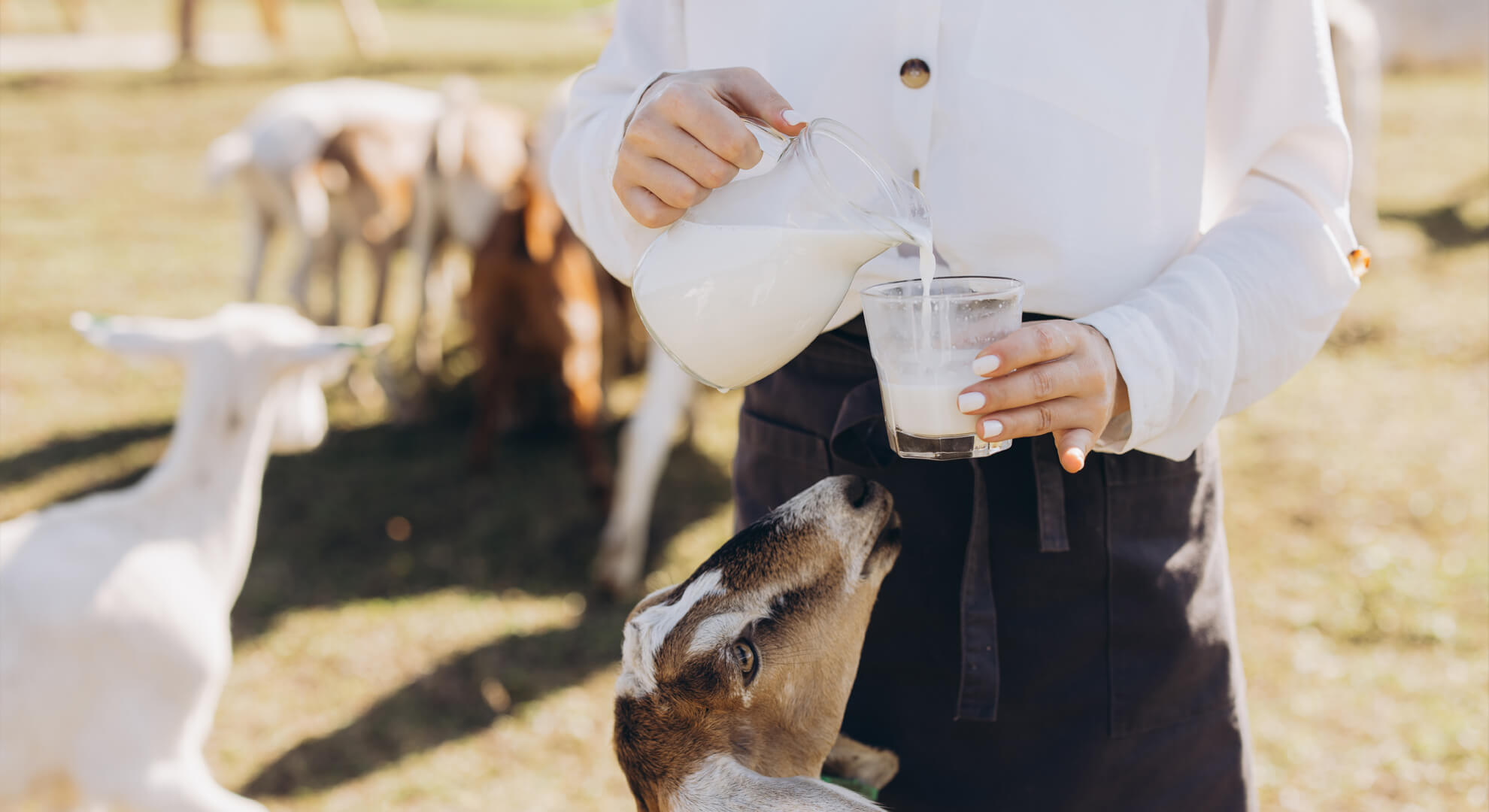 A kecsketej egészségügyi előnyei