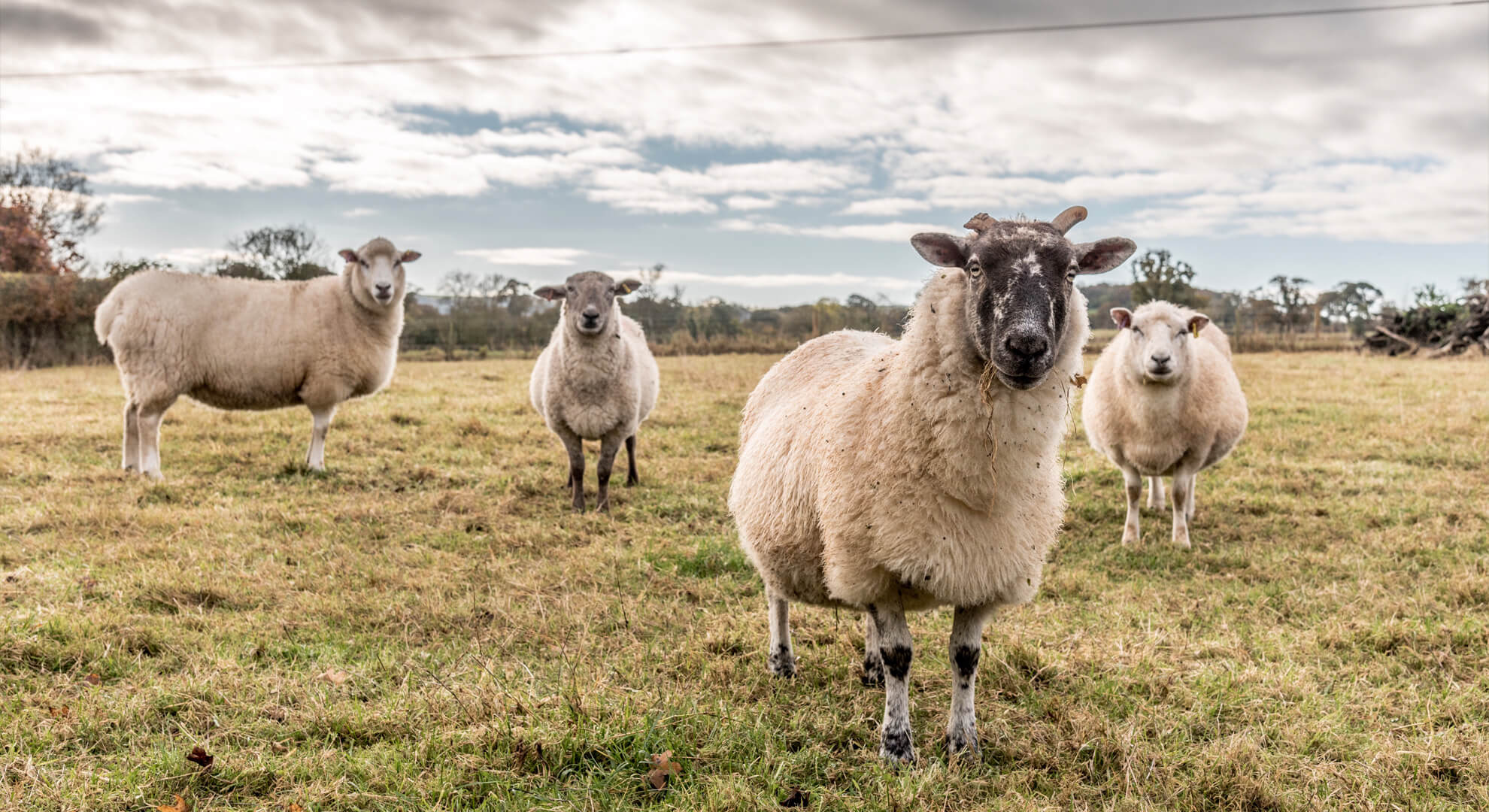 Az erdélyi konyha jellemzői