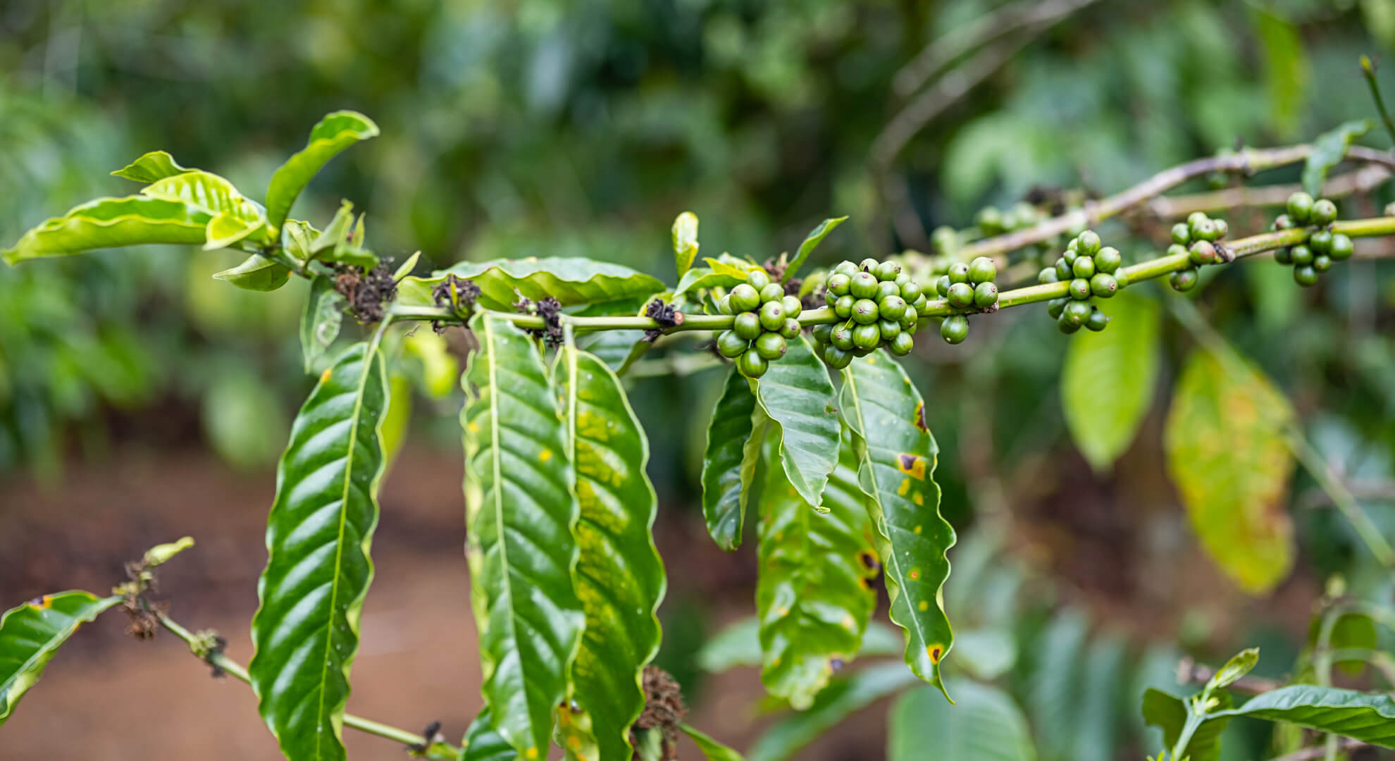 kávé laboratóriumból