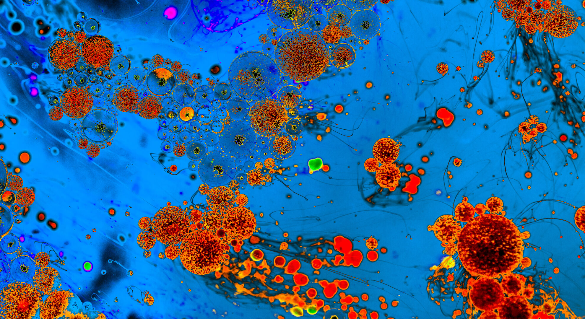 Hogyan működik az immunrendszerünk?