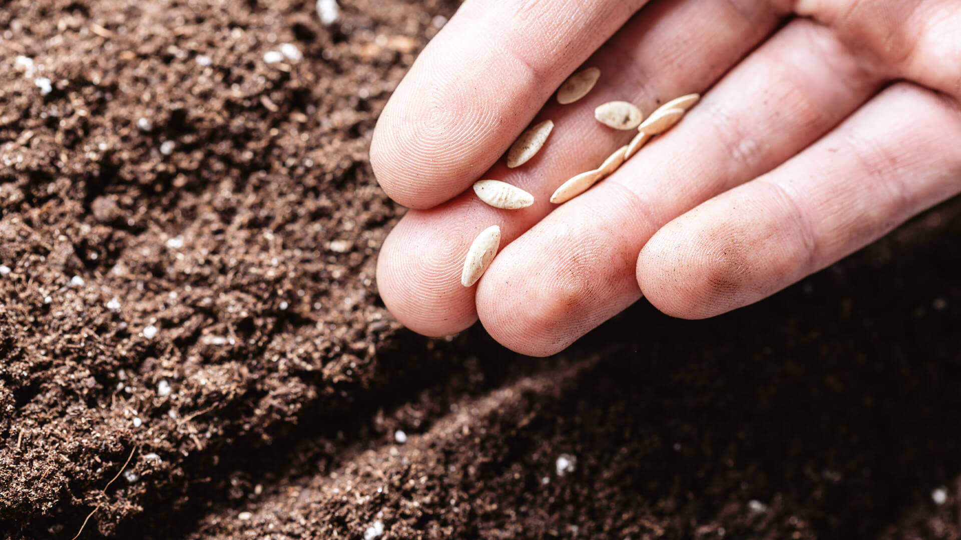 Ezeket a vetőmagokat vesd el áprilisban