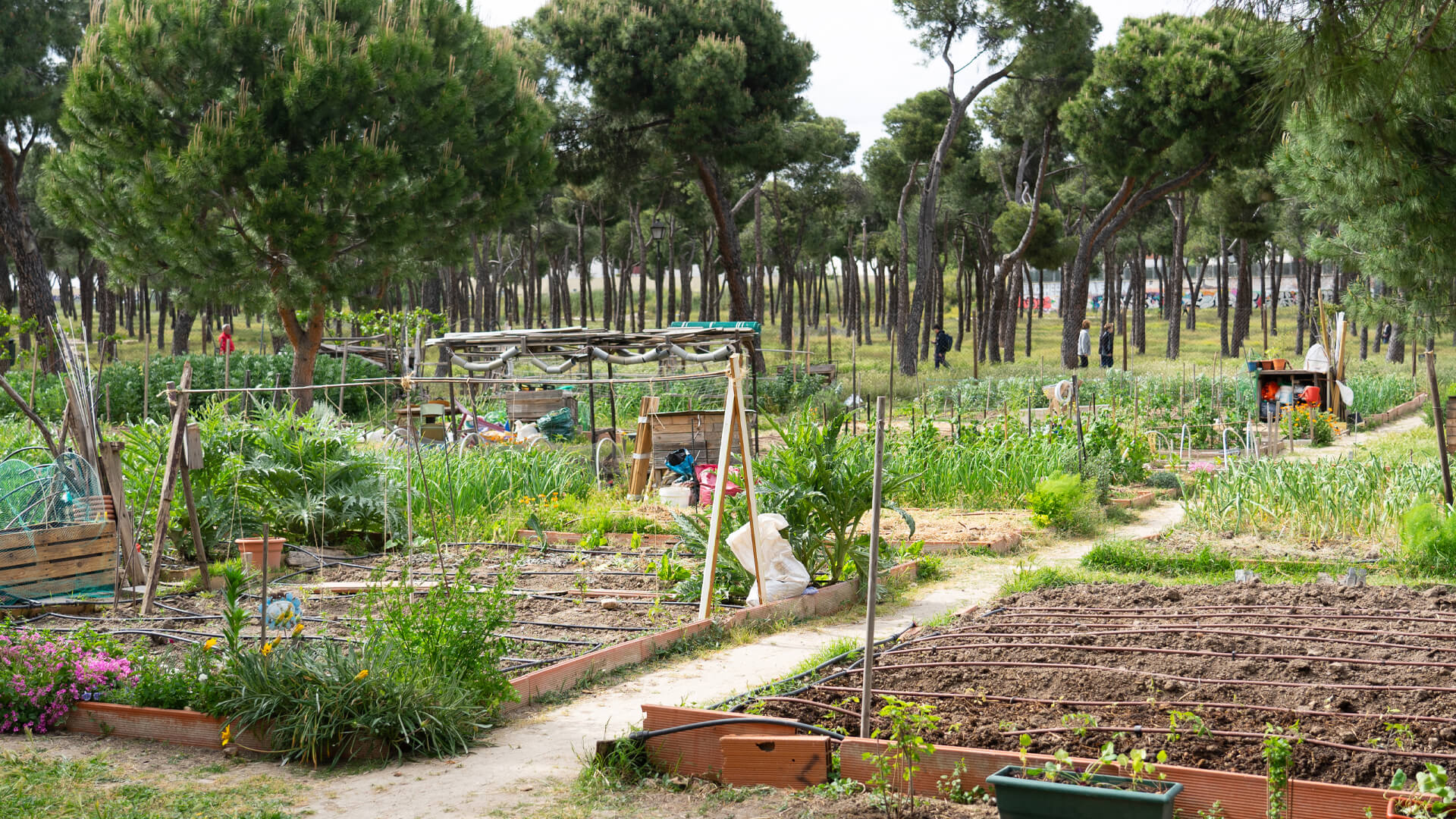 Áprilisi teendők a konyhakertben