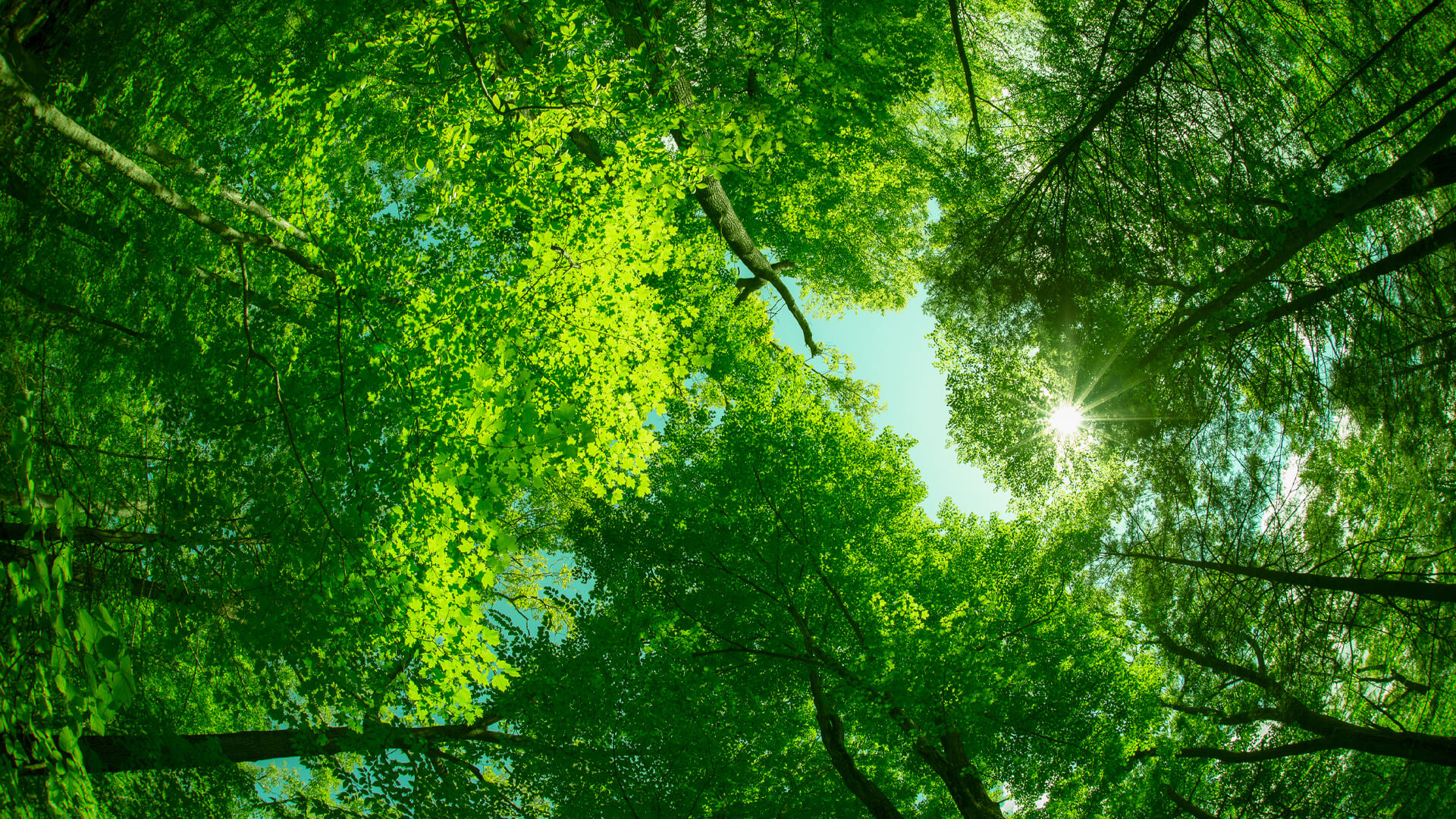 Mit kezdjünk az ökoszorongással, amit a bolygó sorsa kelt bennünk?