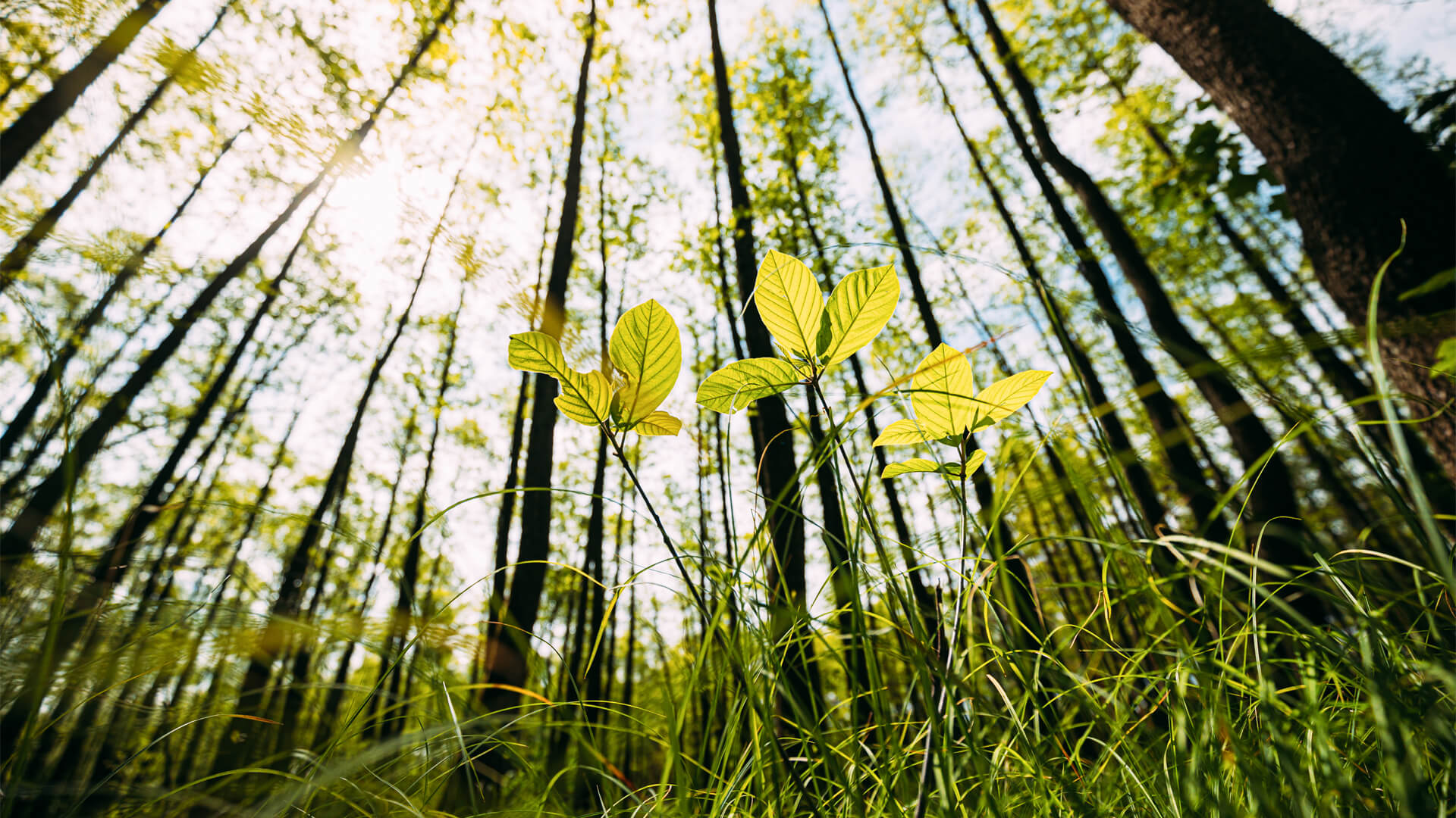 Ökológiai válság: az ember felborítja a természet egyensúlyát?