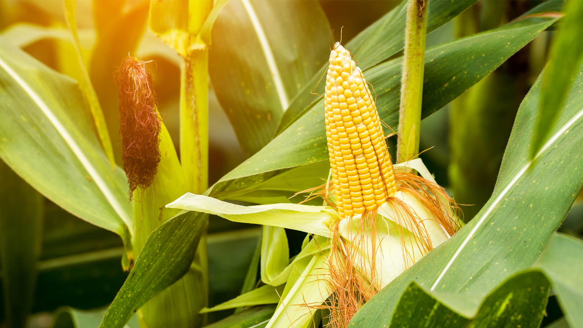 A kukorica: hogyan formált egy növény civilizációkat