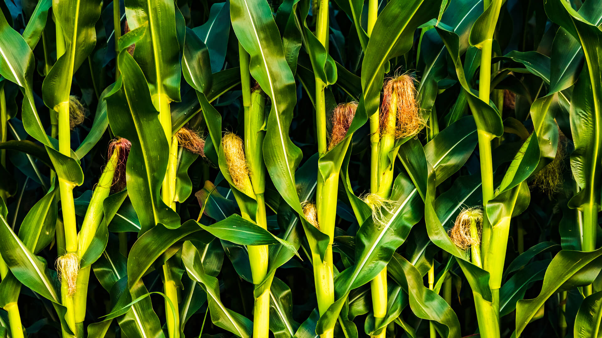 A kukorica ma: a világ legtöbbet termelt gabonája